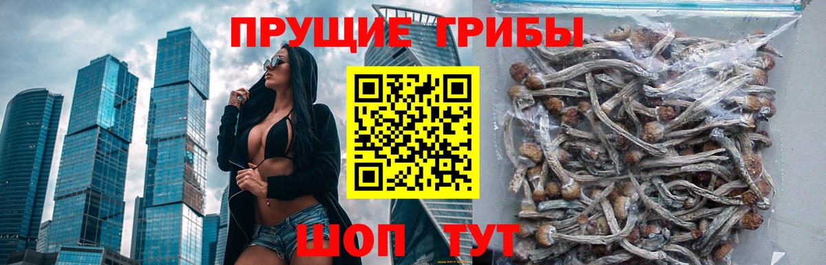 Тара  купить  цена  Вход с VPN  Галлюциногенные грибы Cubensis 